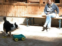 2005 CBF-Dogs