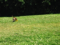 2006 CBF-Dogs