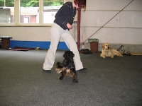 2007 CBF-Dogs