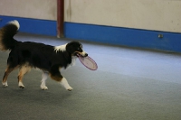 2007 CBF-Dogs