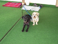 2008 CBF-Dogs
