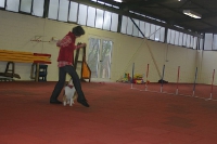 2008 CBF-Dogs