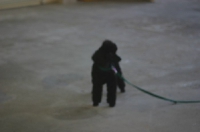 2008 CBF-Dogs
