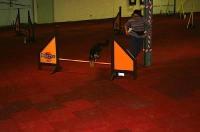 2008 CBF-Dogs