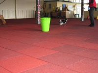 2009 CBF-Dogs