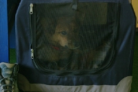 2009 CBF-Dogs