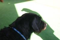 2010 CBF-Dogs