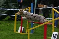 2010 CBF-Dogs