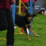 2010 CBF-Dogs