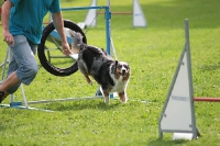 2011 CBF-Dogs