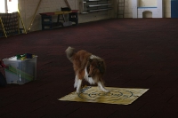 2011 CBF-Dogs