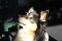 2011 CBF-Dogs