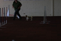 2011 CBF-Dogs