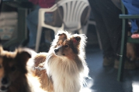 2011 CBF-Dogs