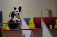 2012 CBF-Dogs
