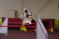 2012 CBF-Dogs