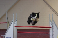 2012 CBF-Dogs