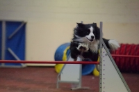 2012 CBF-Dogs